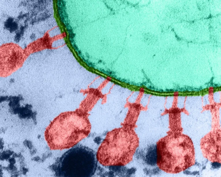 Diseño de virus con IA para combatir infecciones.